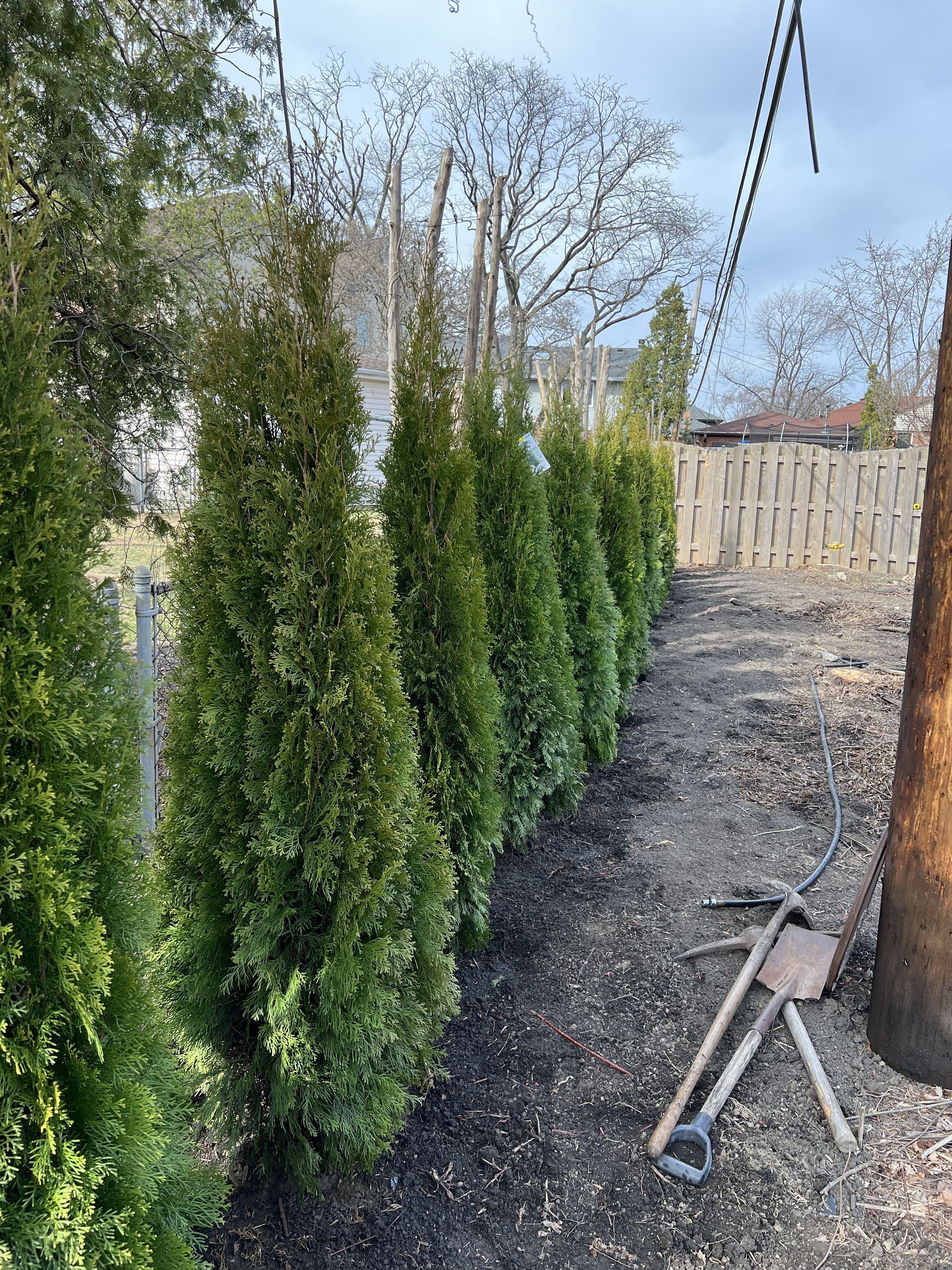 A row of trees next to a fence with a shovel in the dirt.