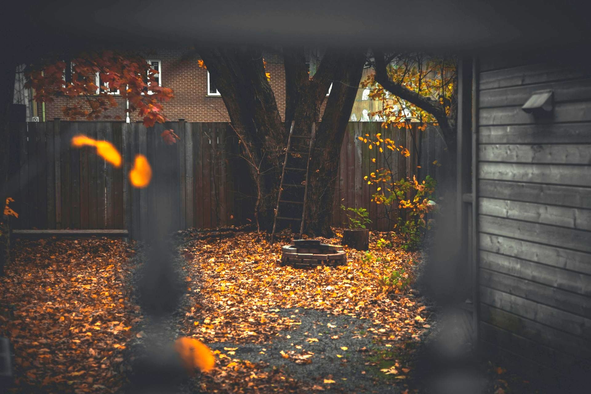 Autumn leaves are falling from a tree in a backyard.