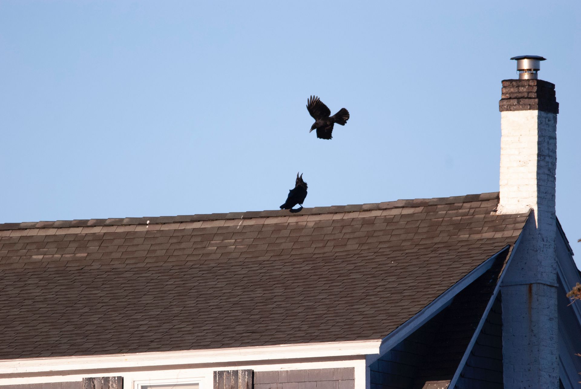 Two black birds perched on a tiled roof, silhouetted against the sky.