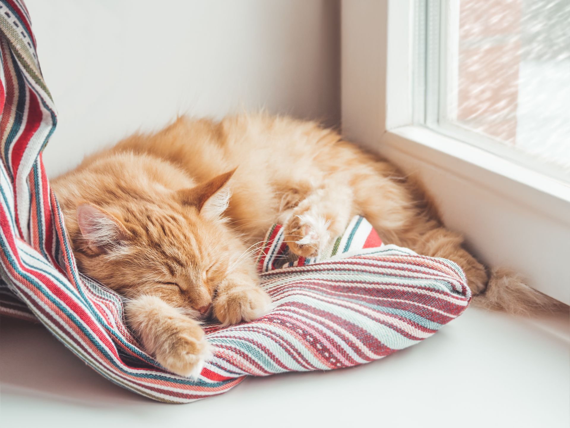 Orange cat sleeping on extra wide windowsill in custom home | Rogers, AR