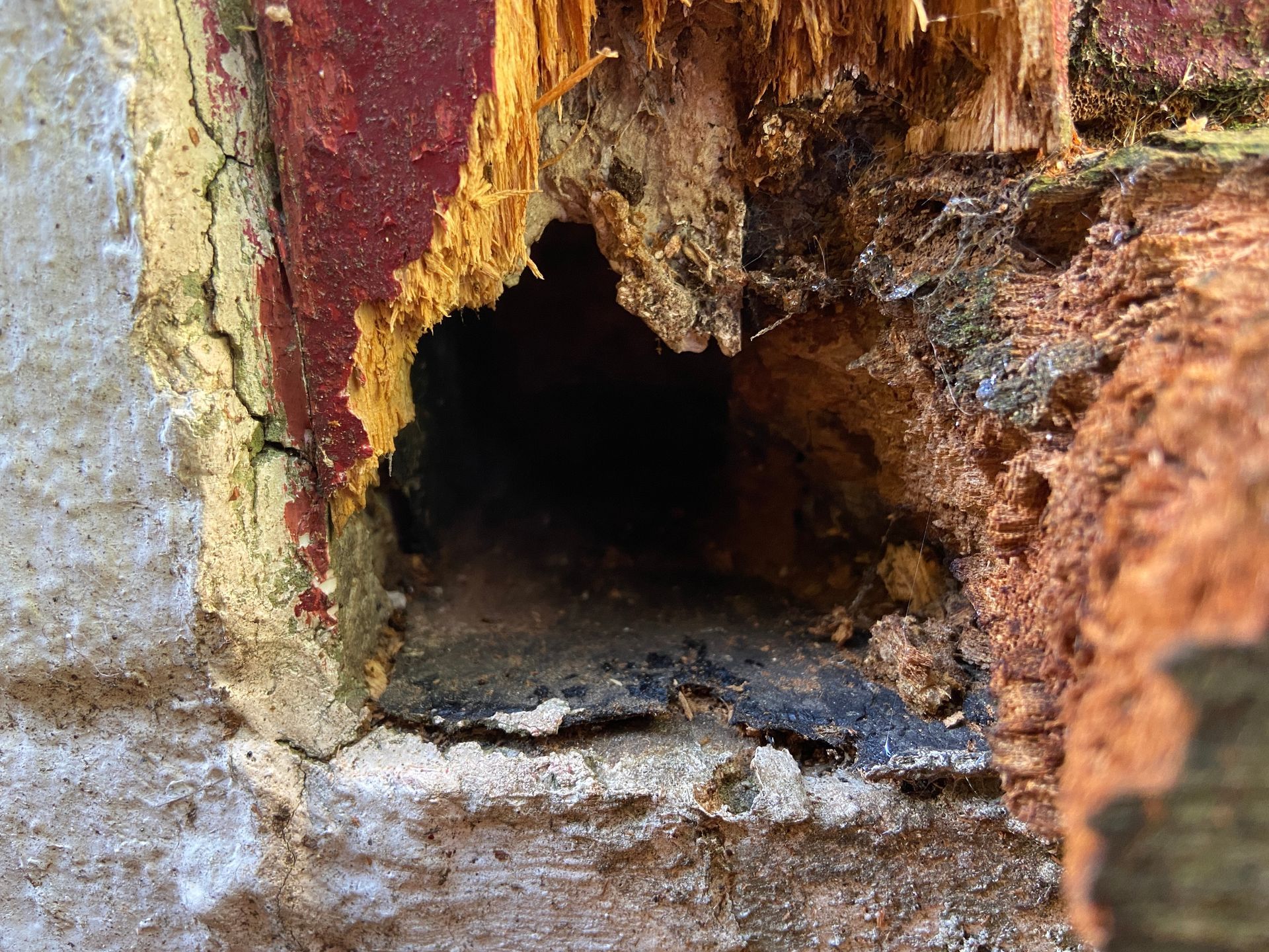 Rodent damage in wood door frame
