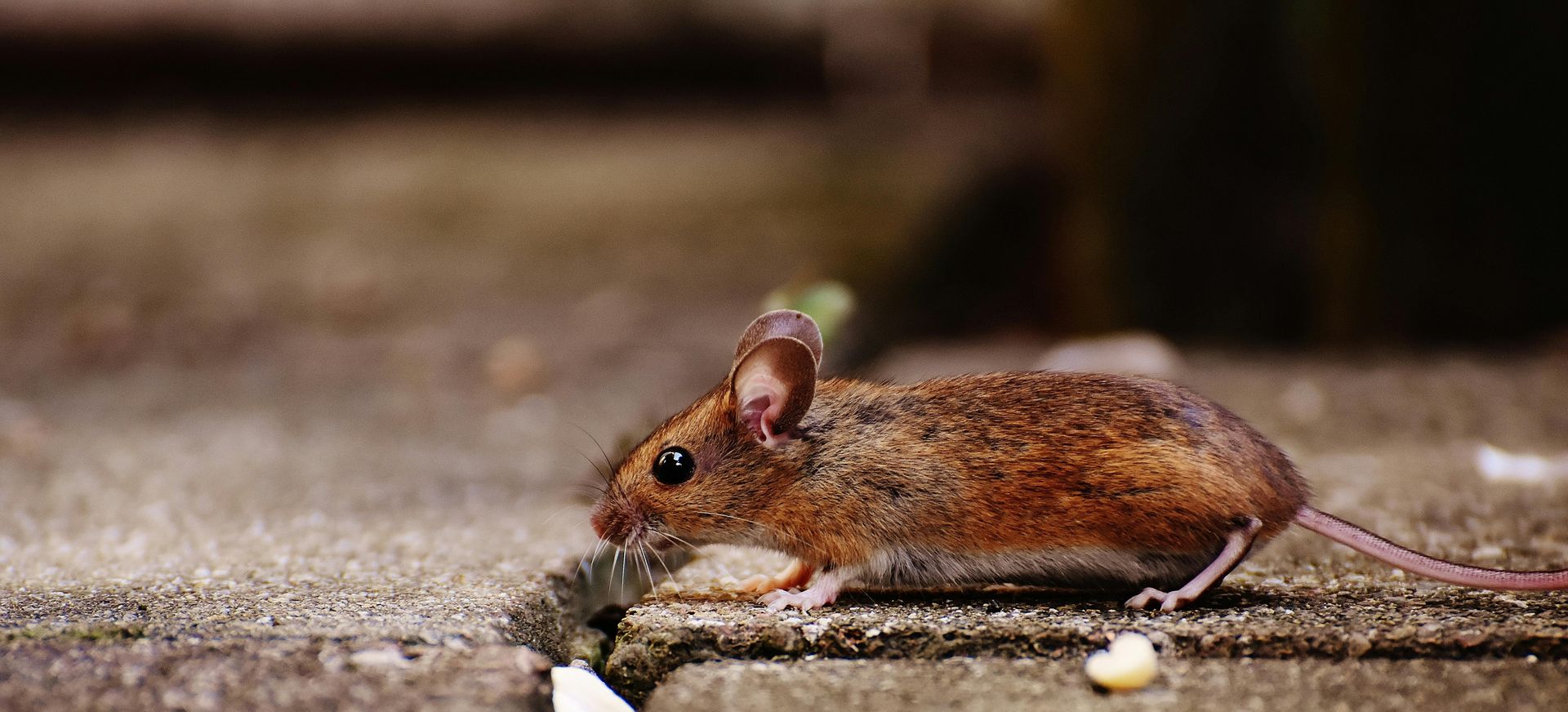 Mouse that can't get into ICF Home | Pest resistant home near Springfield and Branson MO