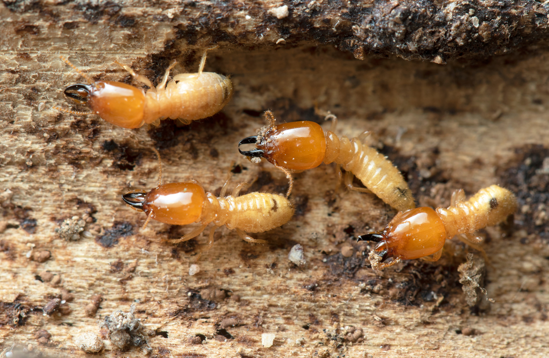 A group of termites are crawling on a piece of wood - pests resistant homes with icf construction in MO