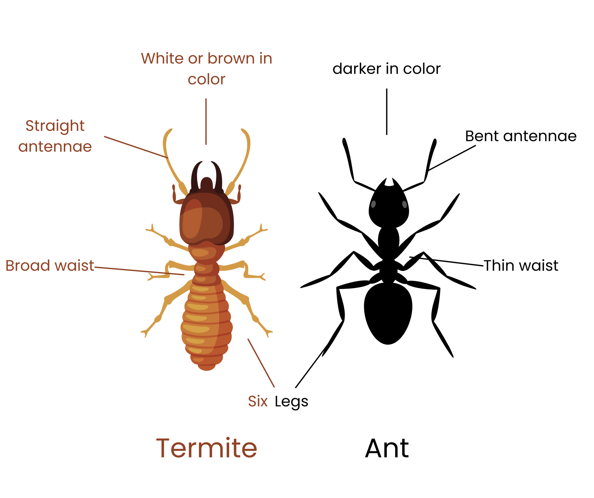 A diagram of a termite and an ant with their parts labeled - avoid pests with icf homes in MO