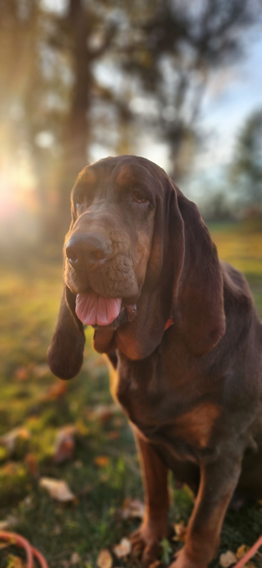 liver and tan female bloodhound