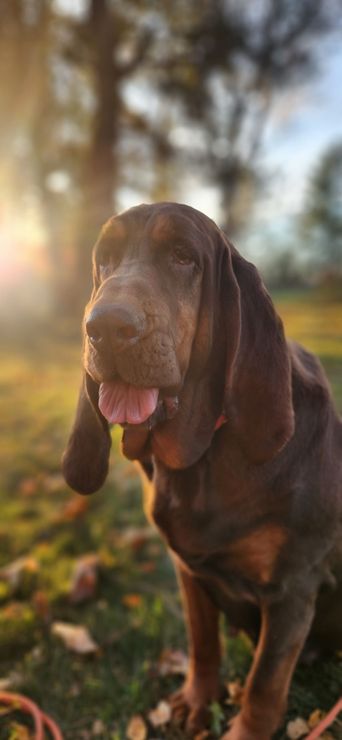liver and tan female bloodhound