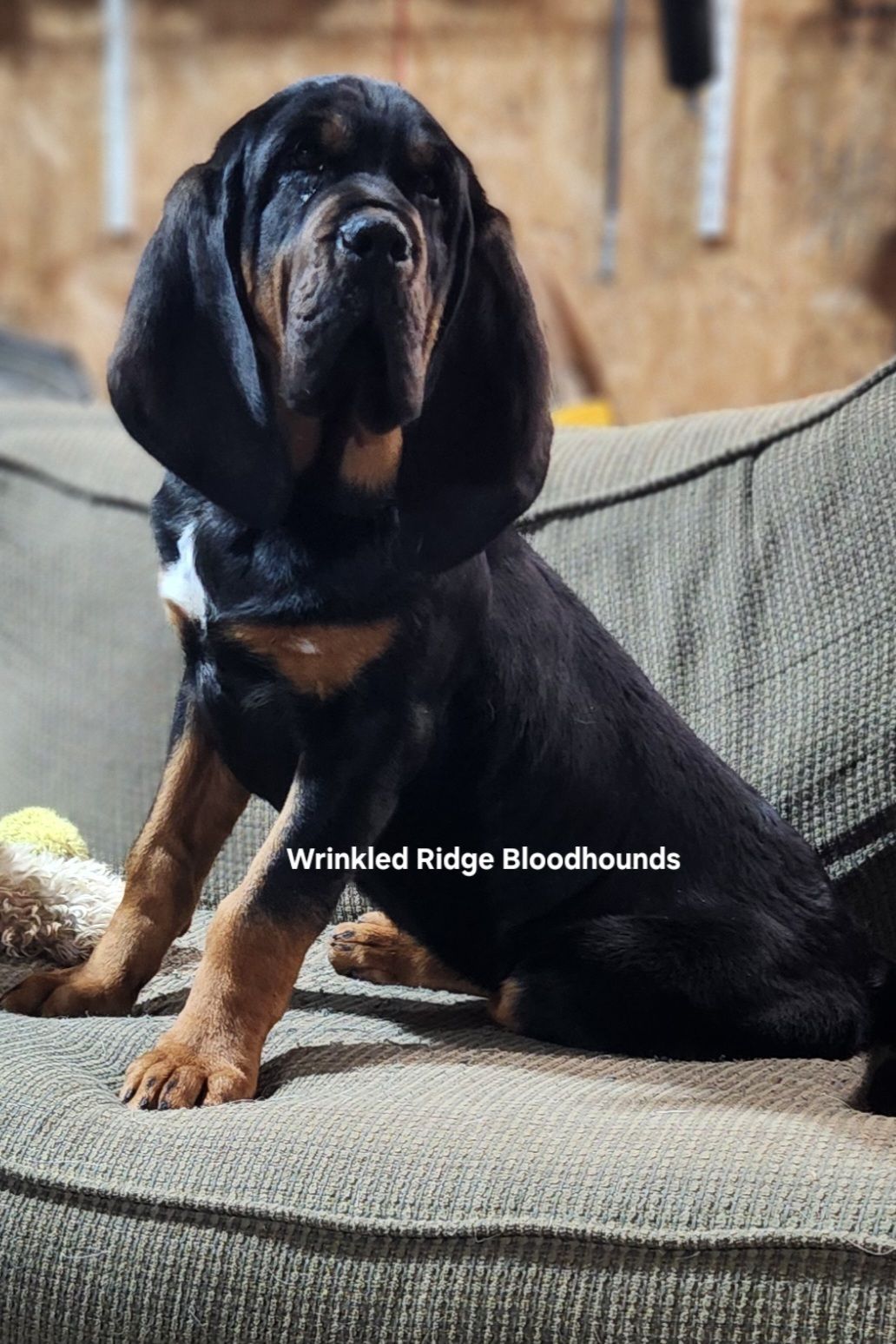 black and tan male bloodhound puppy