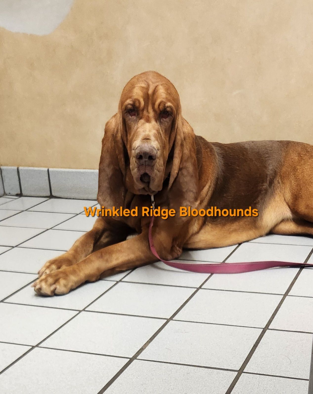 liver tan saddleback female