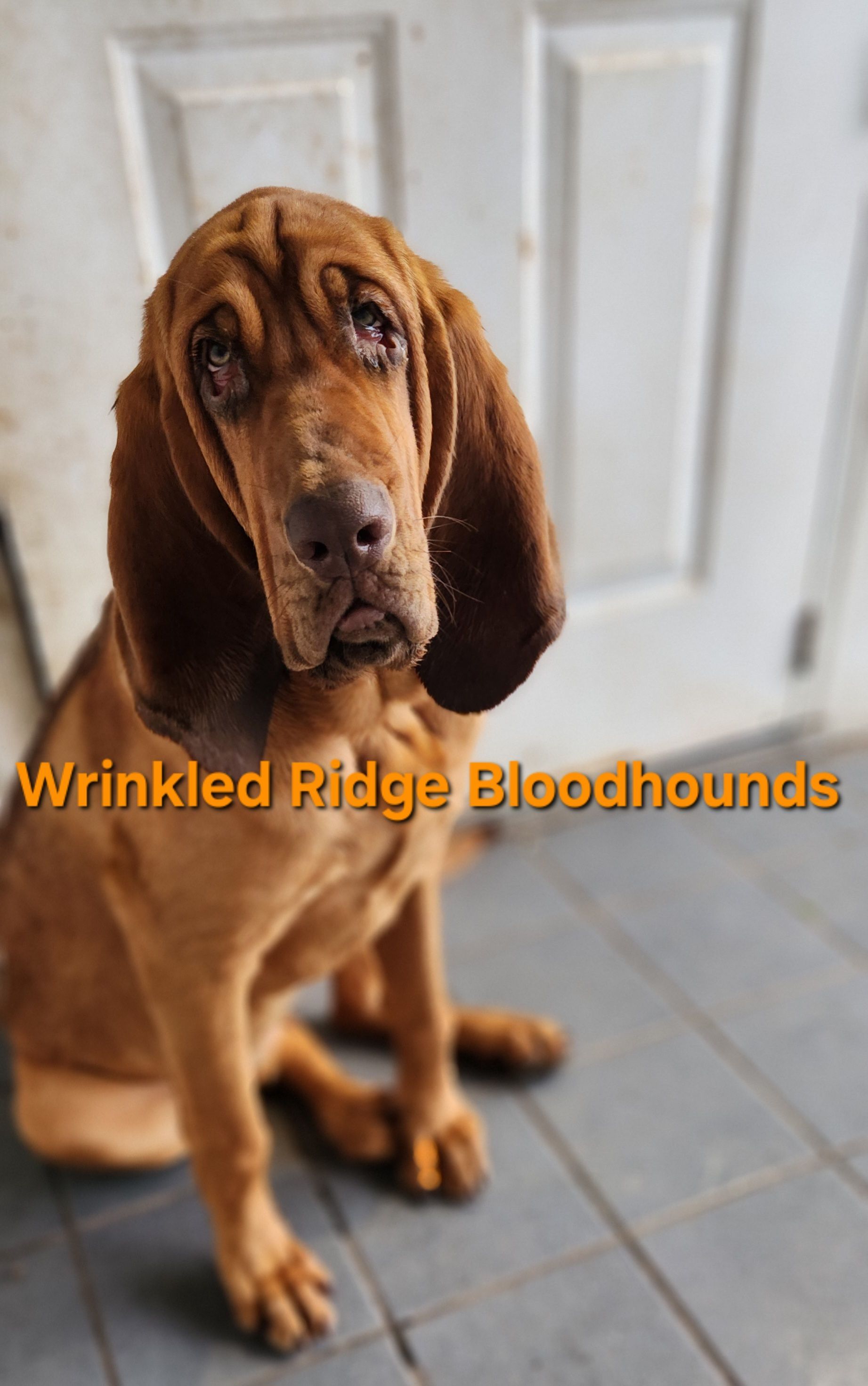 red liver nose female bloodhound puppy