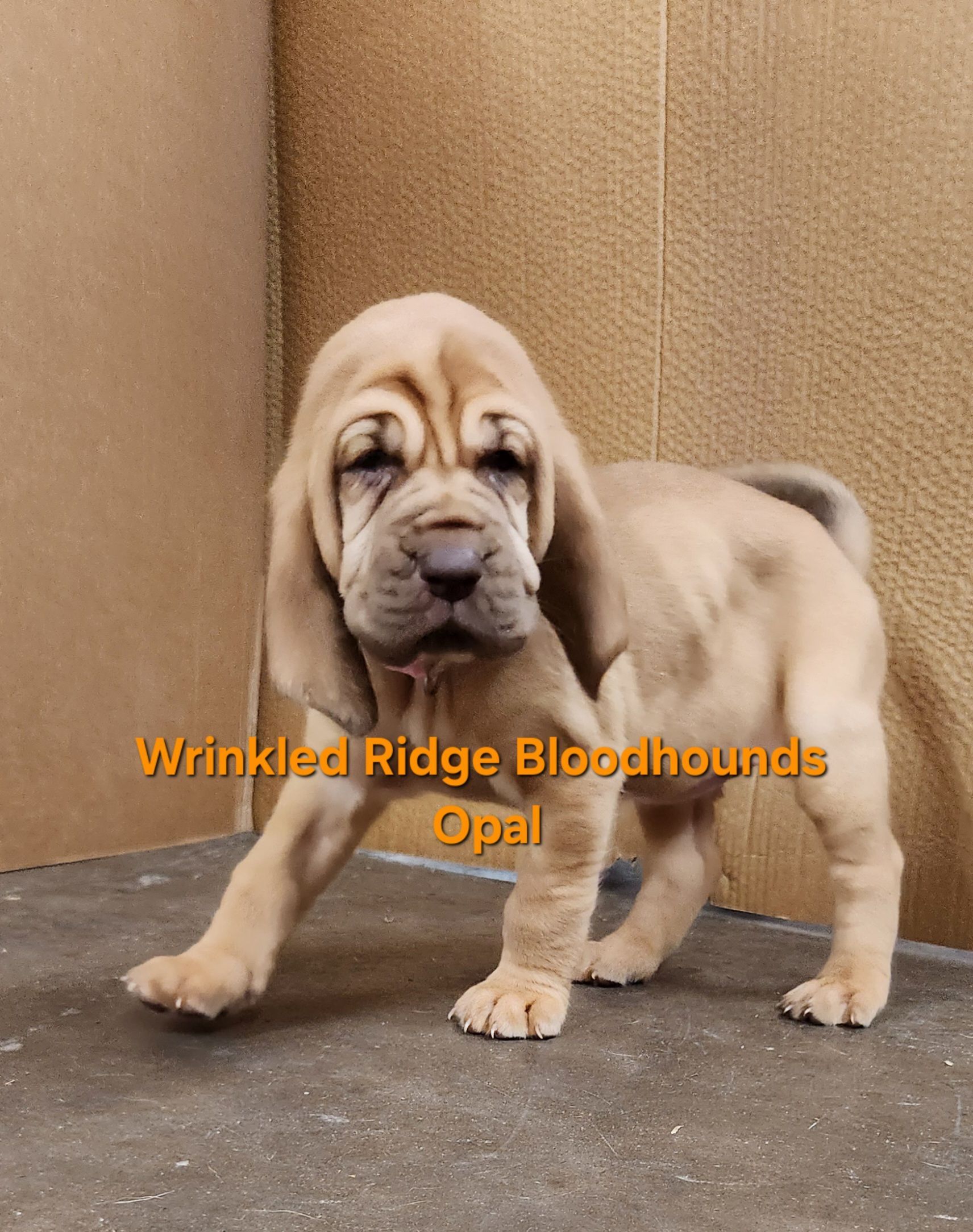 liver and tan female bloodhound