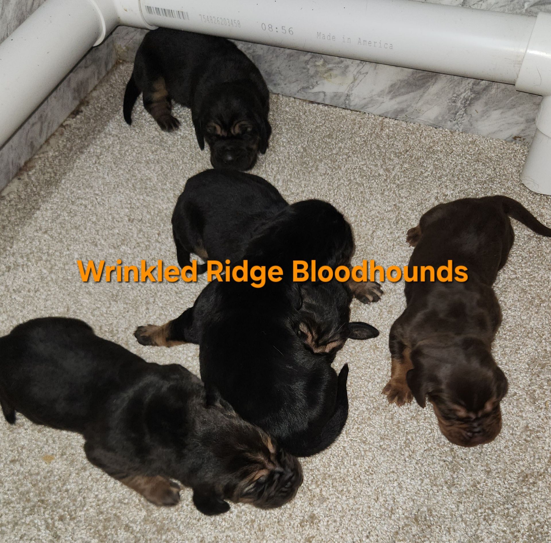 liver and tan female bloodhound