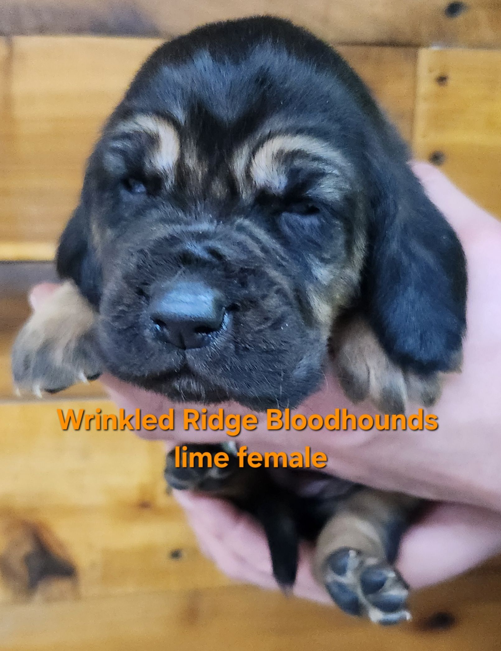 liver and tan female bloodhound