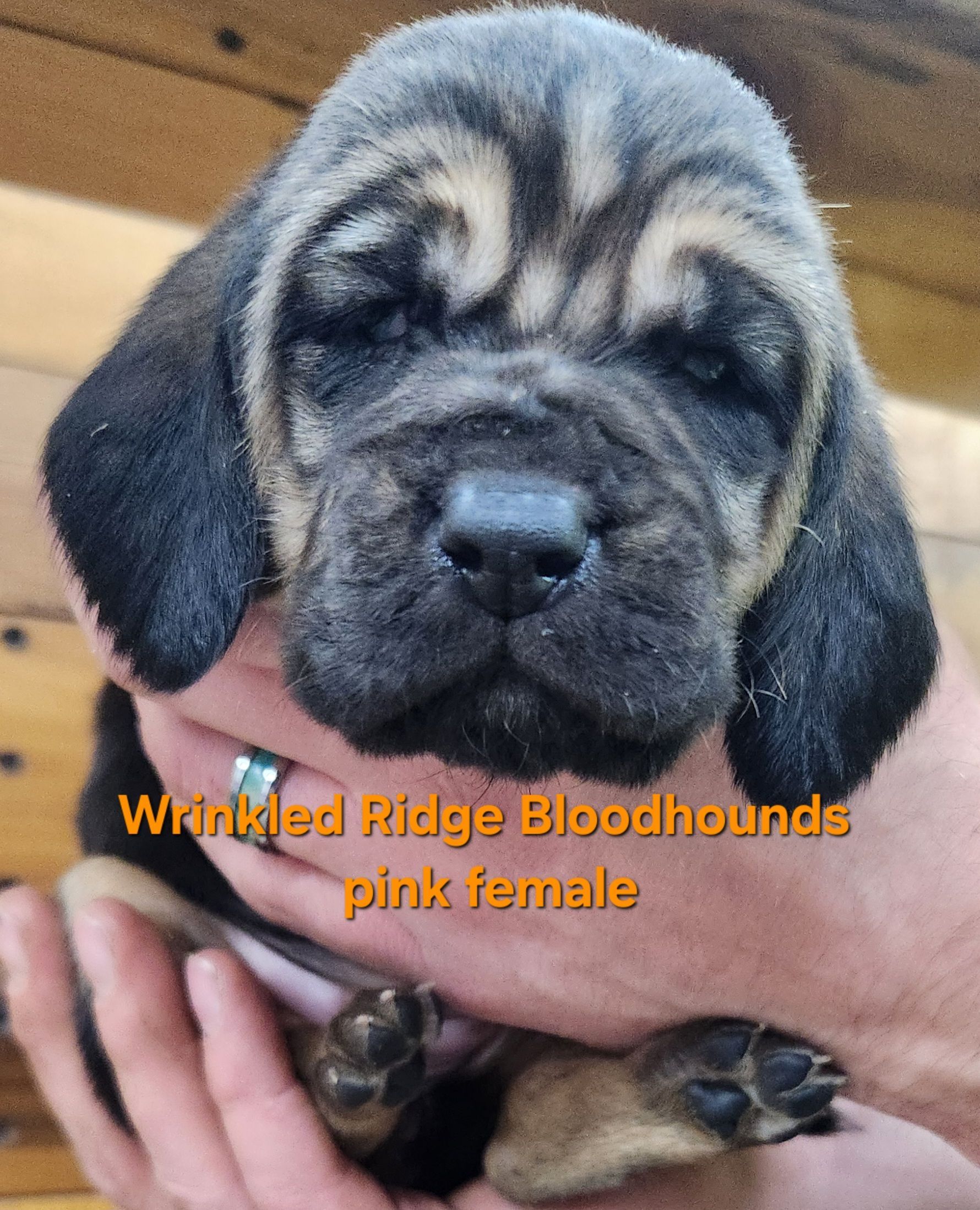 liver and tan female bloodhound