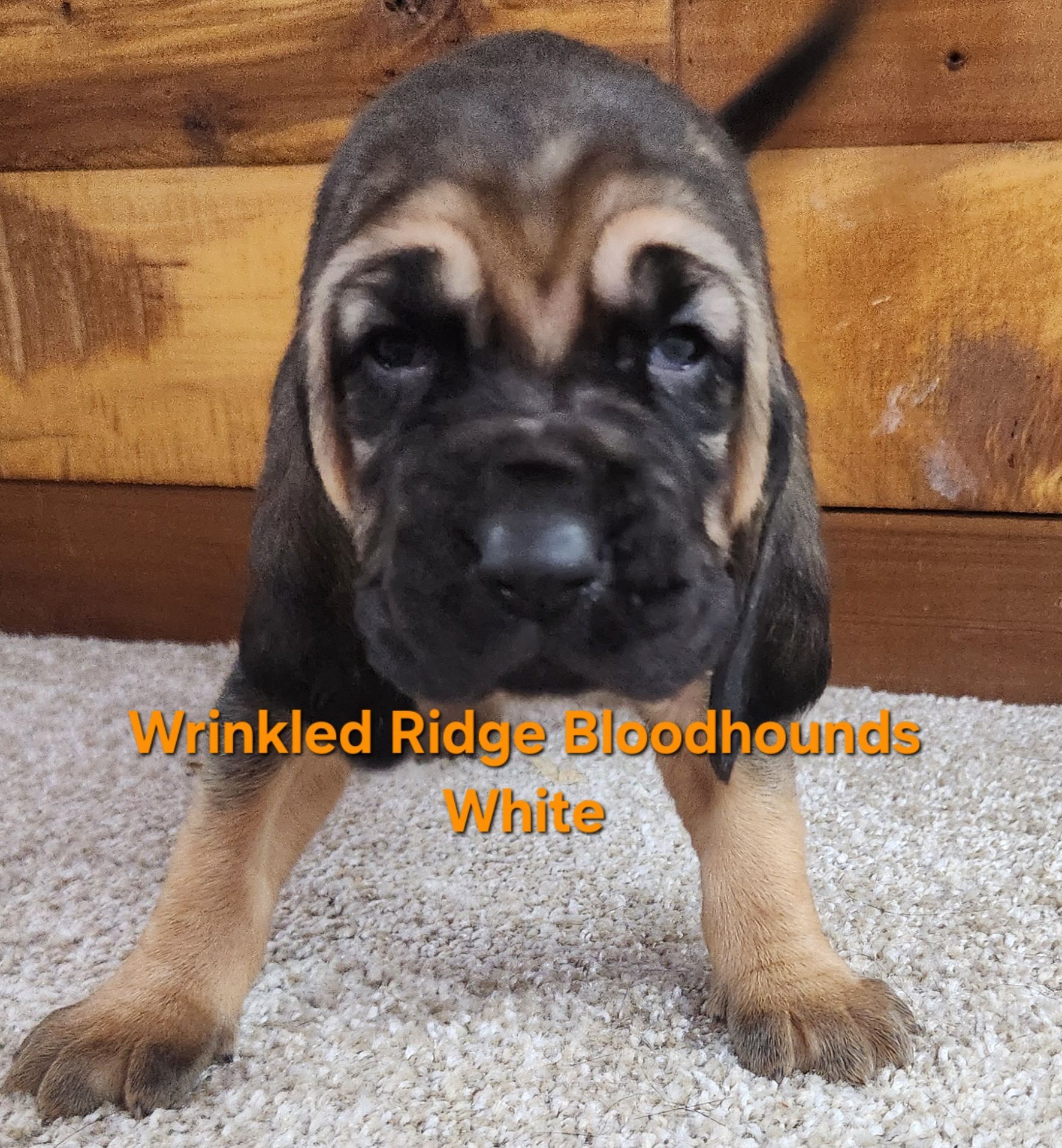 liver and tan female bloodhound