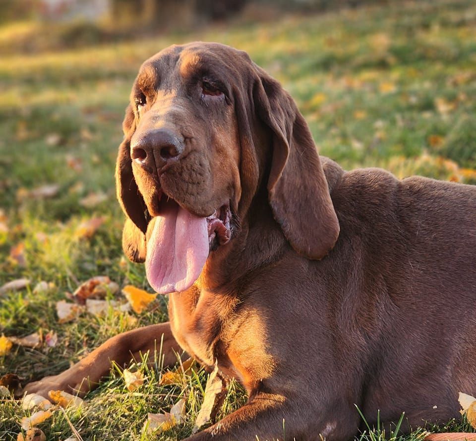 liver and tan female bloodhound