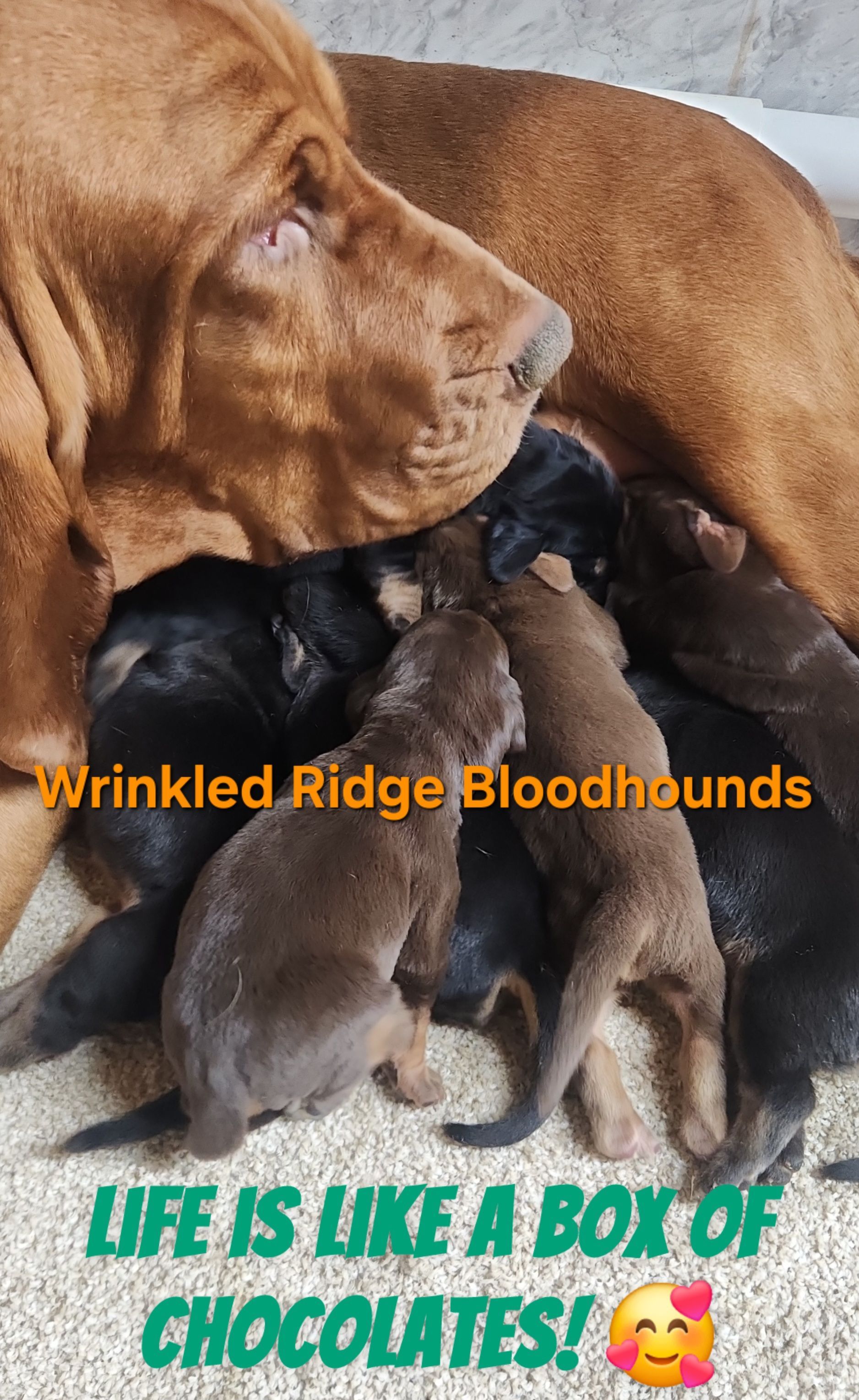 liver and tan female bloodhound