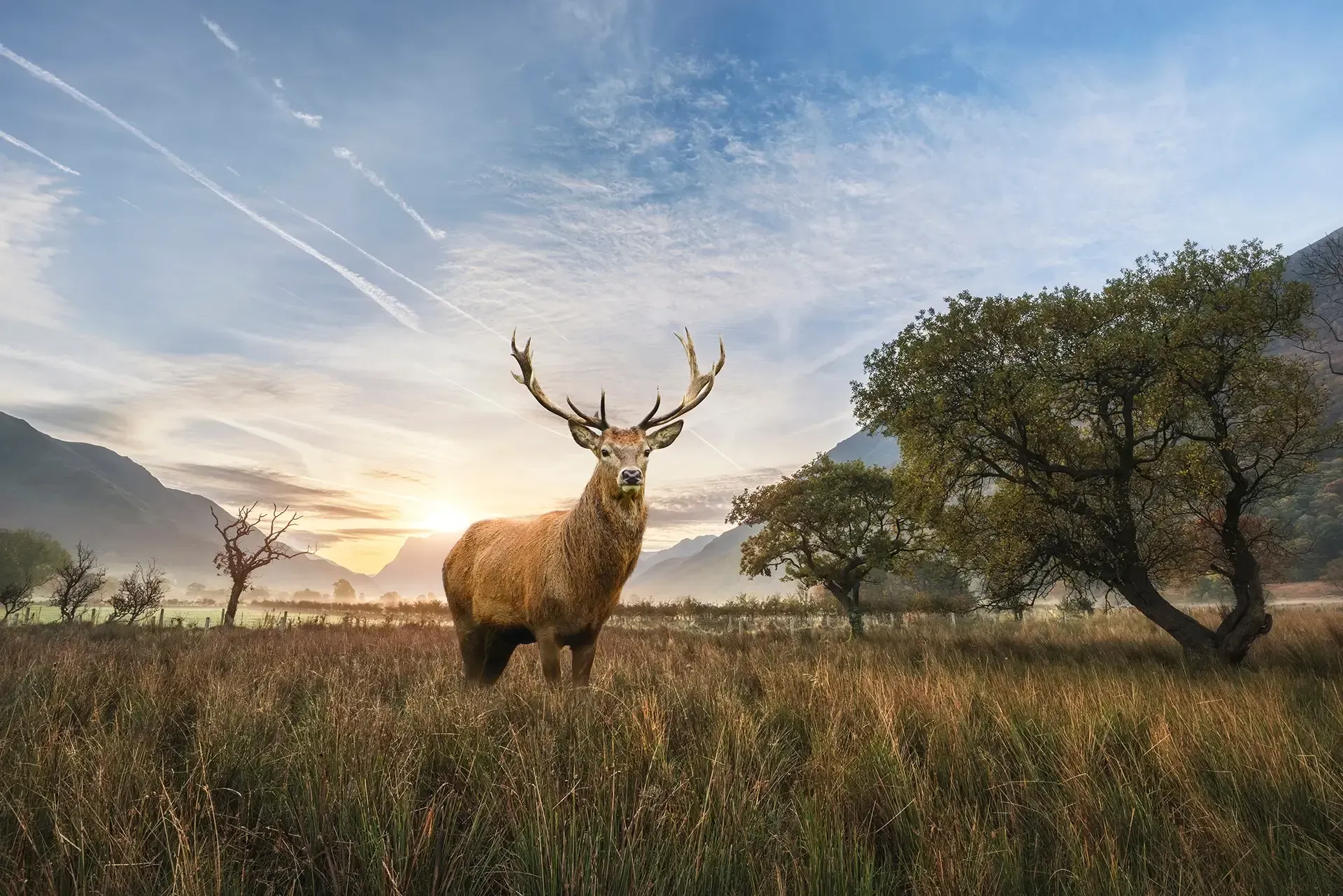 Venison Bone Powder- Pet Food Ingredients - APAC Ingredients NZ