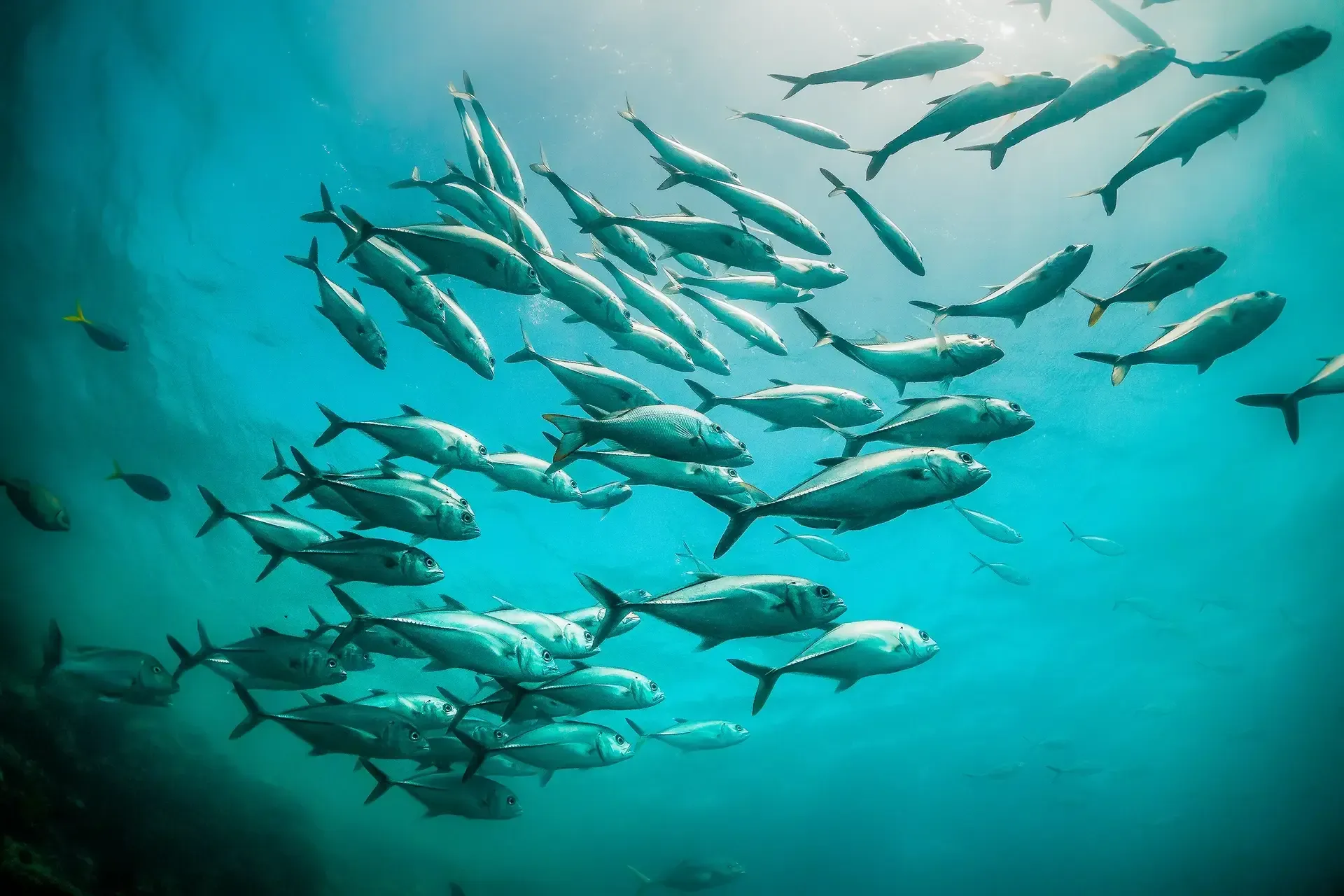NZ Marine Collagen - Pet Food Ingredients - APAC Ingredients NZ