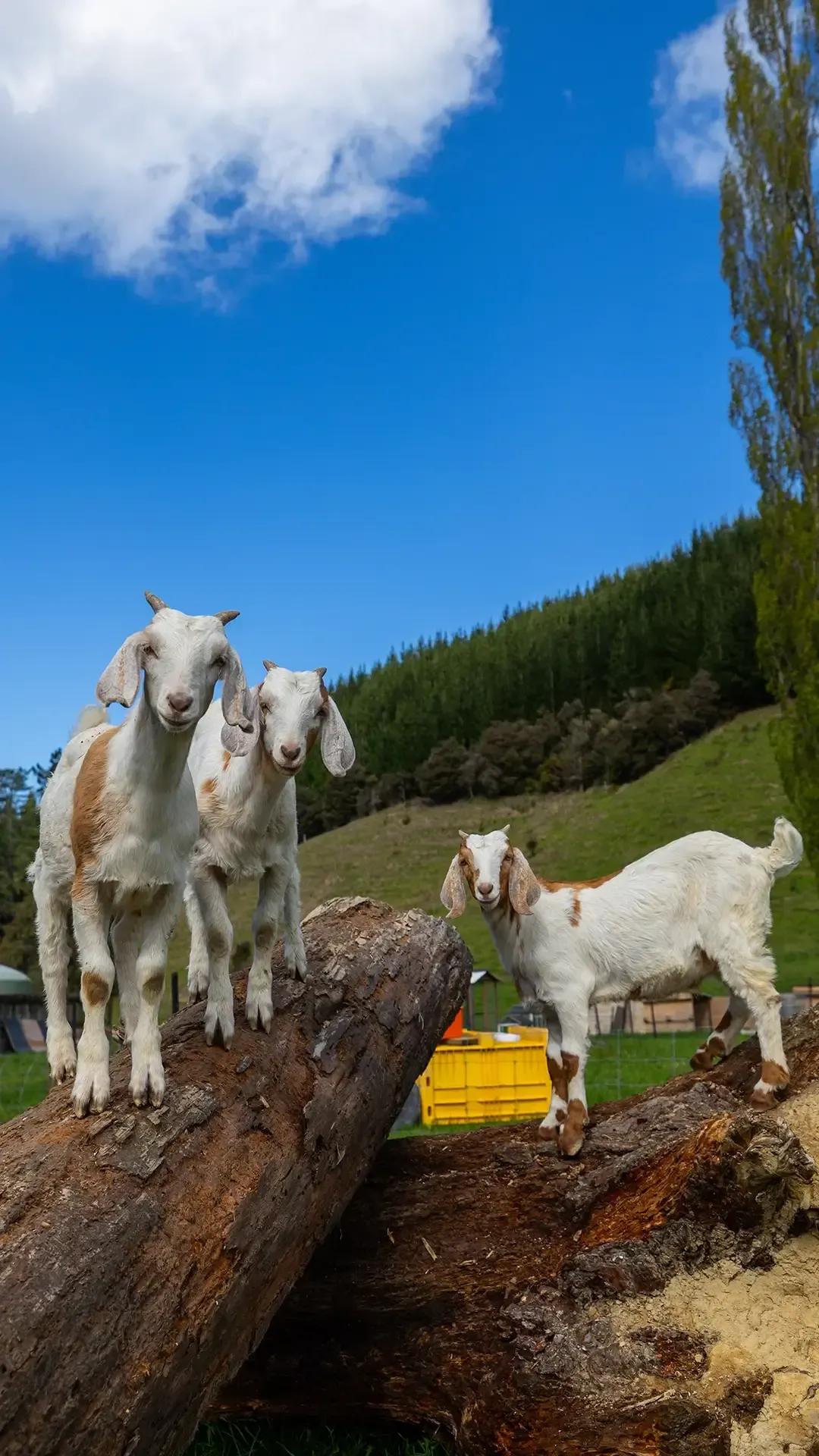 Wild Goat Mince - Pet Food Ingredients - APAC Ingredients NZ