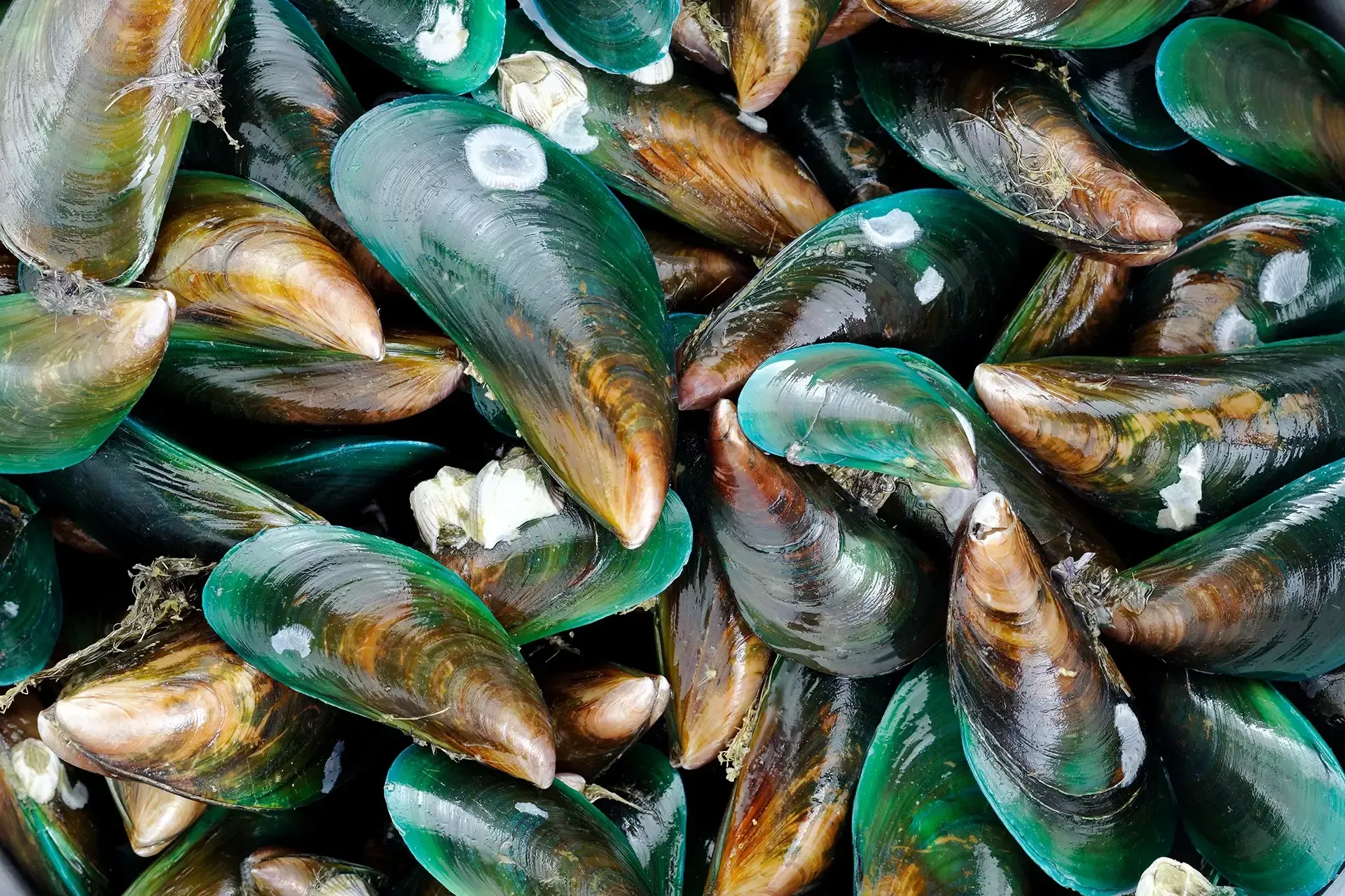 NZ Greenshell Mussel Slurry - Pet Food Ingredients - APAC Ingredients NZ