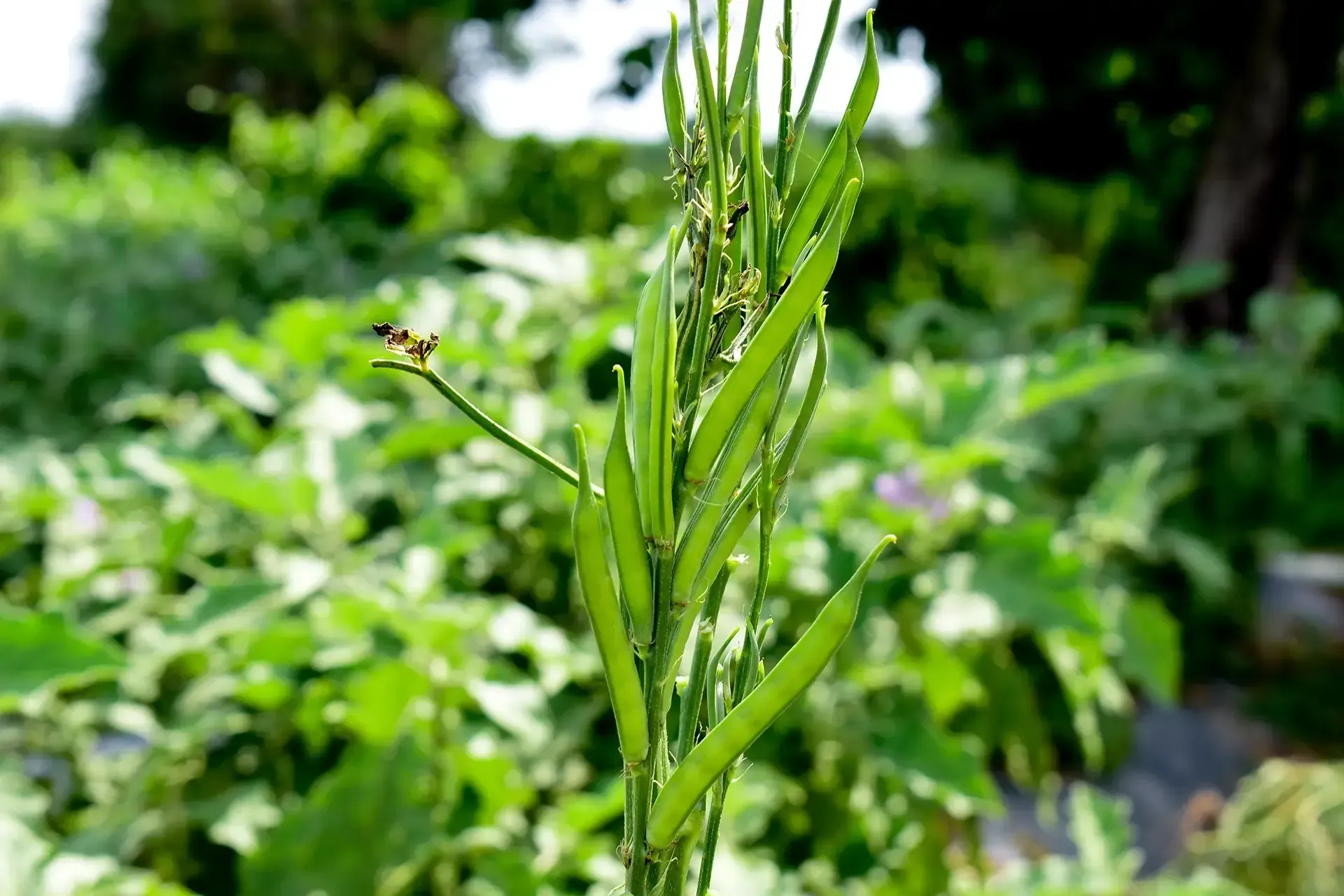 Guar Gum - Pet Food Ingredients - APAC Ingredients NZ