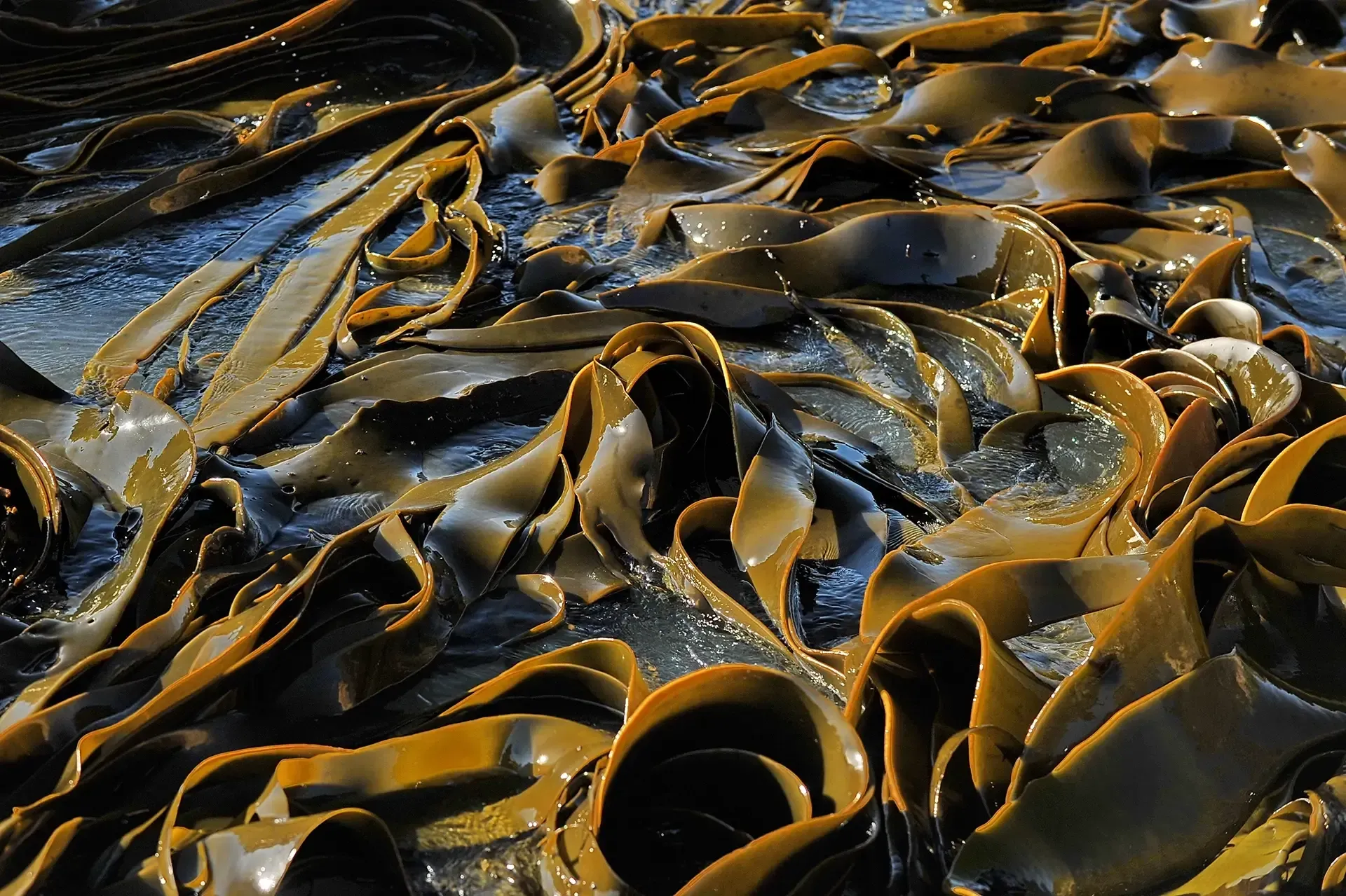 Kelp Powder - Pet Food Ingredients - APAC Ingredients NZ