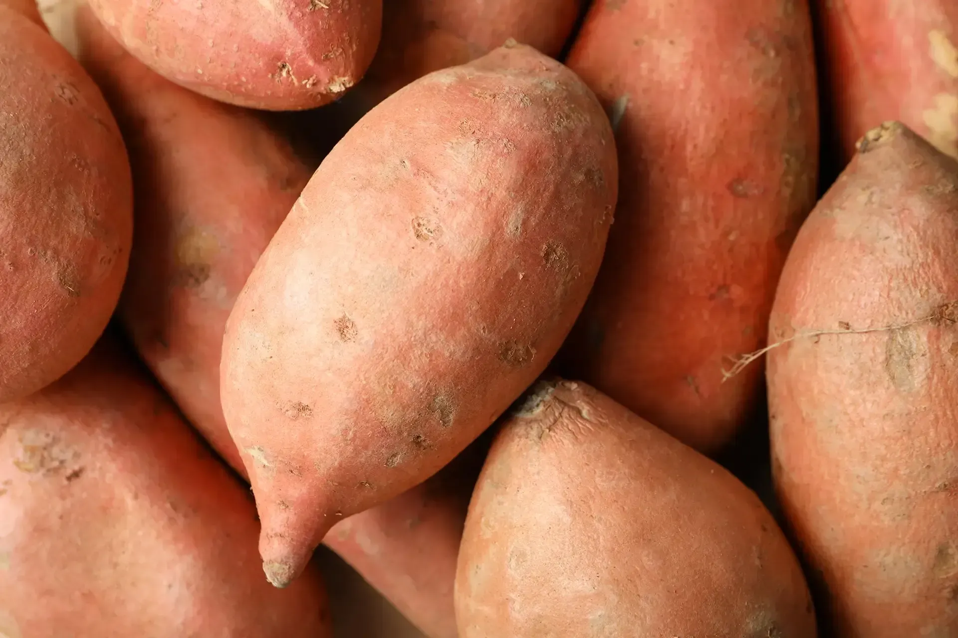 Kumara Powder - Pet Food Ingredients - APAC Ingredients NZ