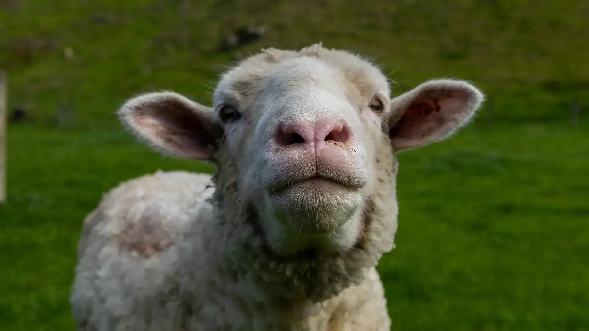 Lamb Bone Broth- Pet Food Ingredients - APAC Ingredients NZ