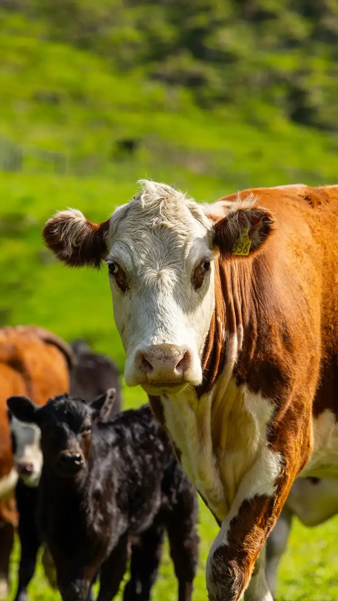 Beef Bone Powder - Pet Food Ingredients - APAC Ingredients NZ