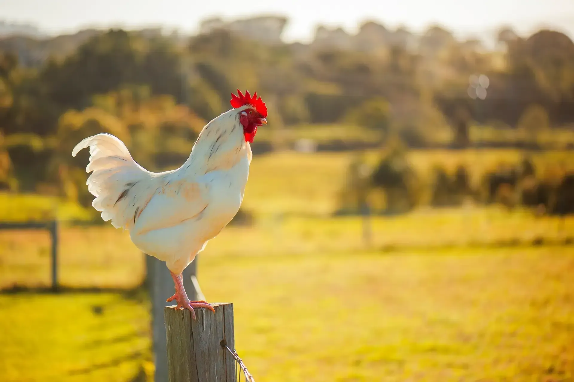 Poultry Fat - Pet Food Ingredients - APAC Ingredients NZ