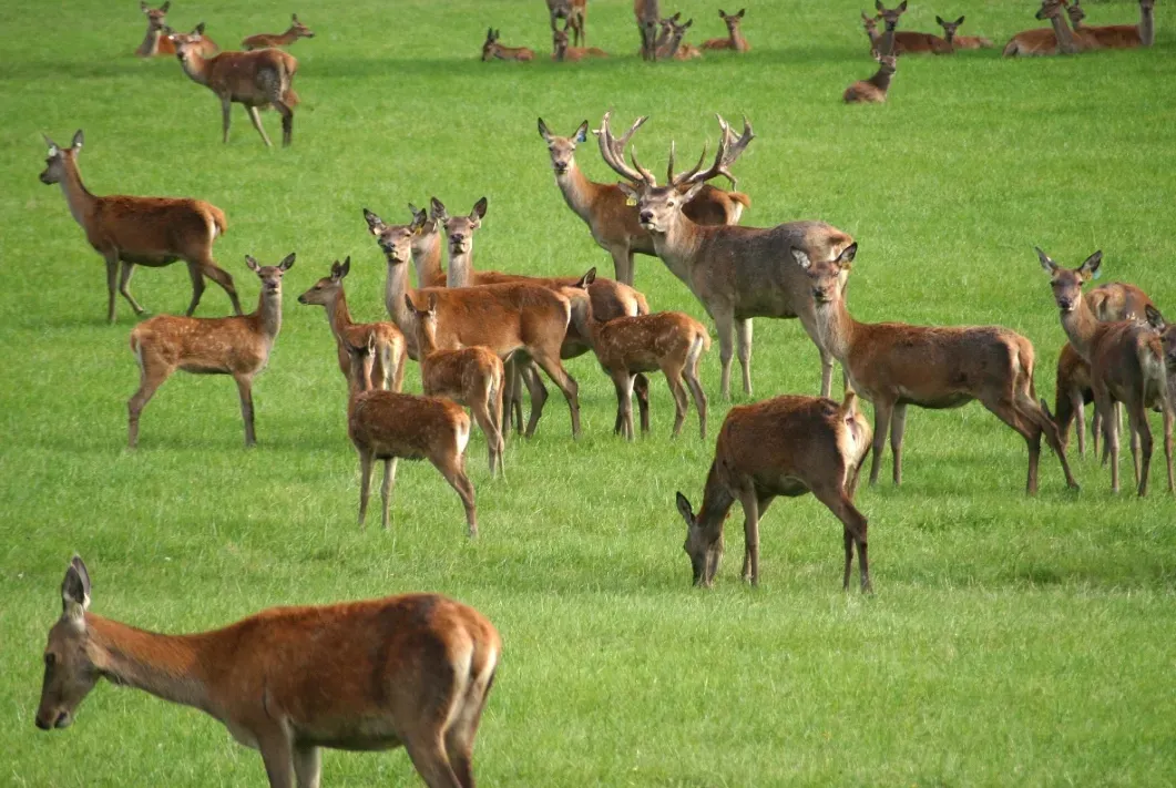 Wild Venison Mince- Pet Food Ingredients - APAC Ingredients NZ