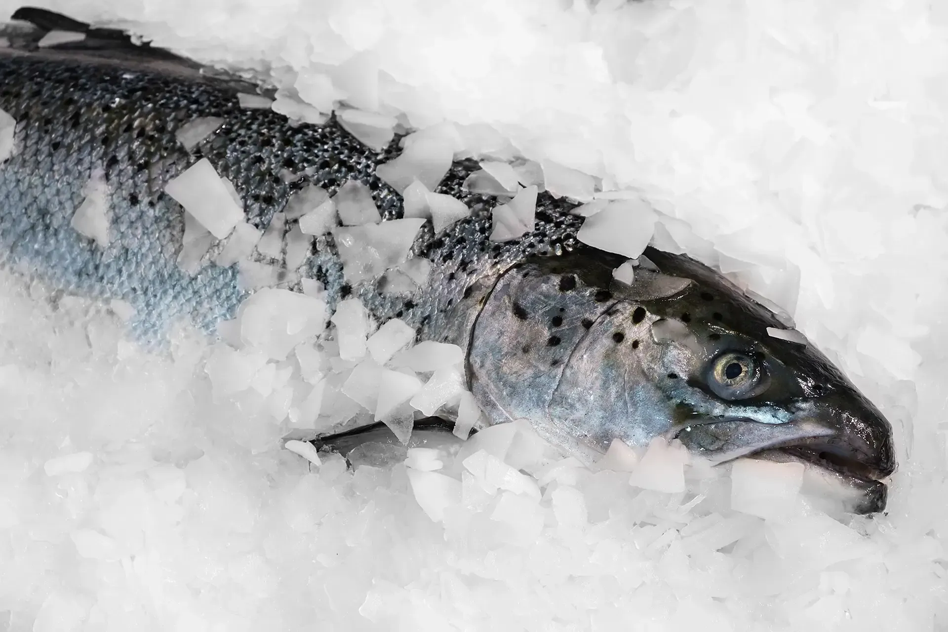 Salmon Frames + Heads - Pet Food Ingredients - APAC Ingredients NZ