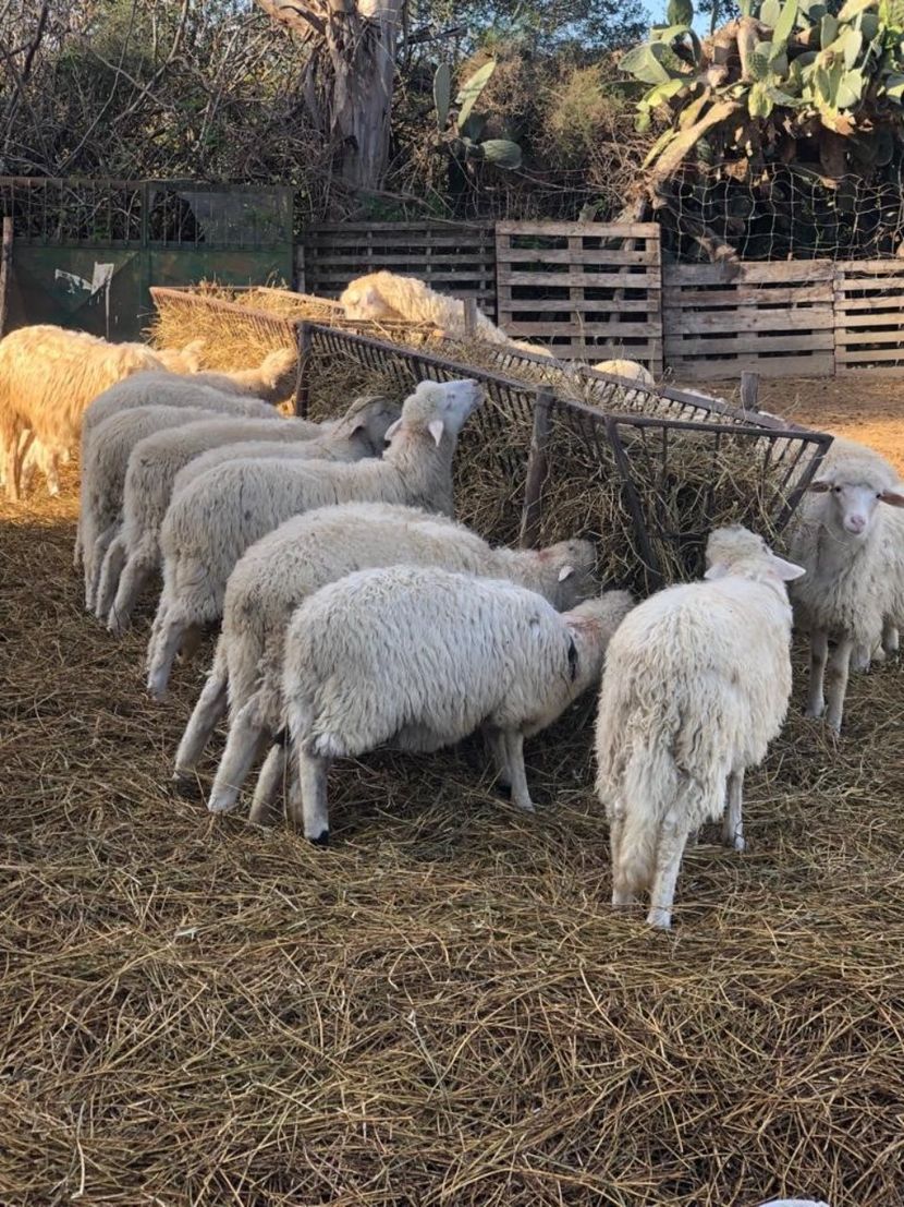 allevamento di ovini di qualità