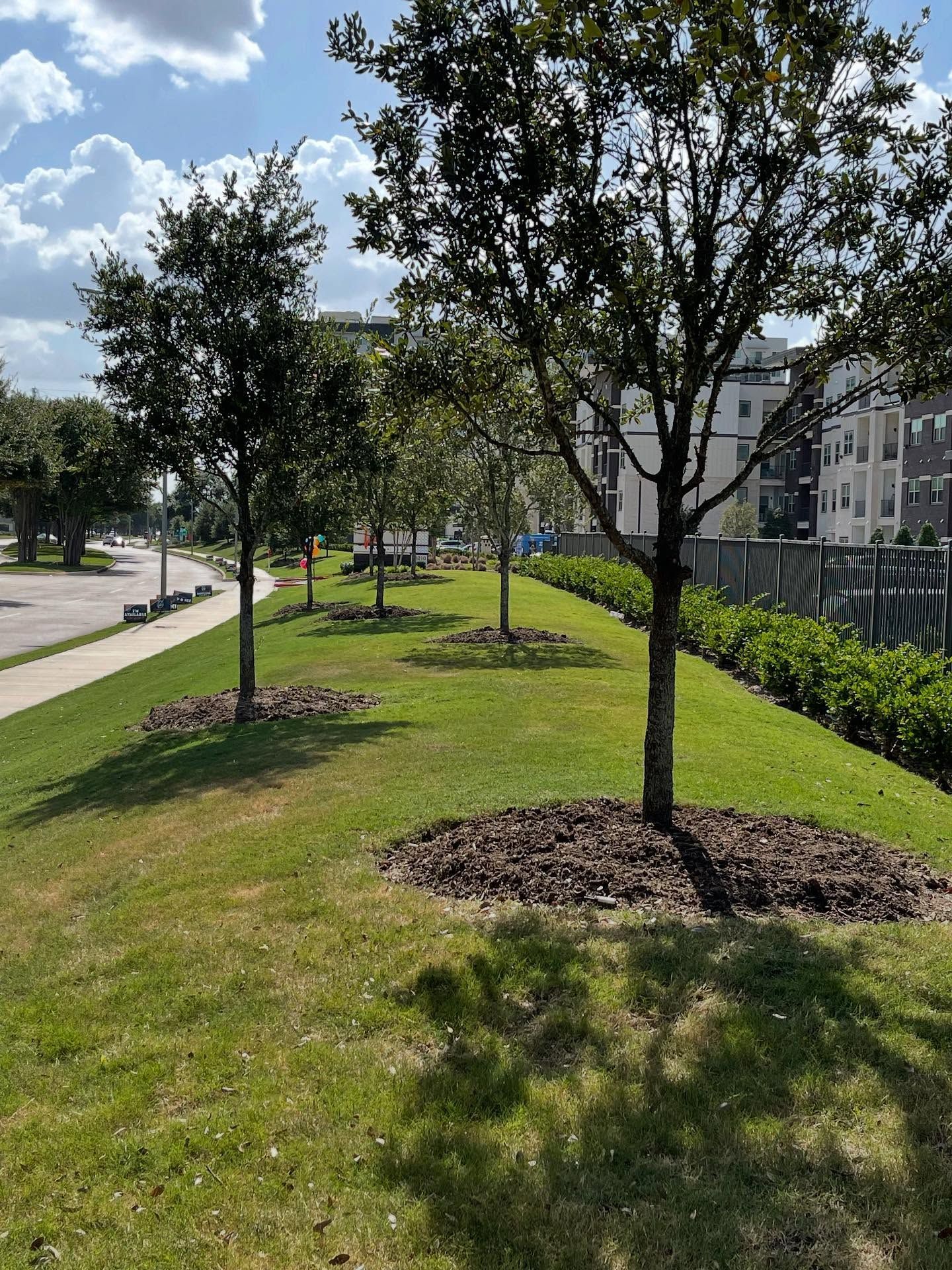 Trees planted on a grassy slope with mulched bases, along a sidewalk and street on a sunny day.