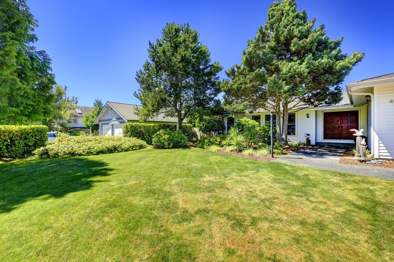 Lawn in front of a white house with trees and shrubs. Clear blue sky overhead.