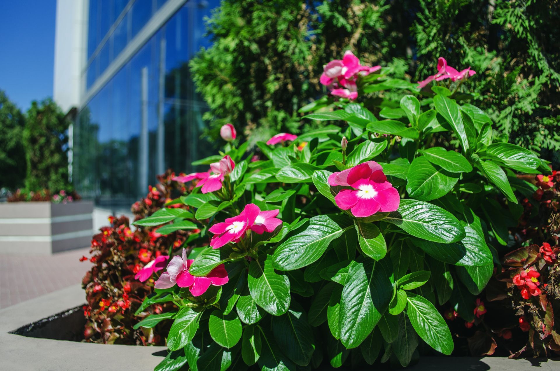 Pink flowers in a lush green bush, growing in a planter near a glass building.