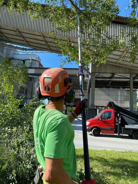 Arborist trims tree branches with pole saw. Wearing helmet, green shirt, red gloves, with a red truck in the background.