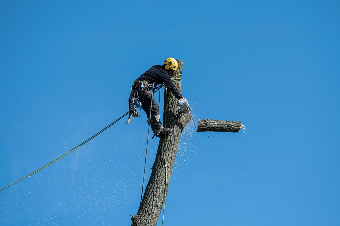 Arborist cutting a tree limb with a chainsaw, secured by ropes, against a blue sky.