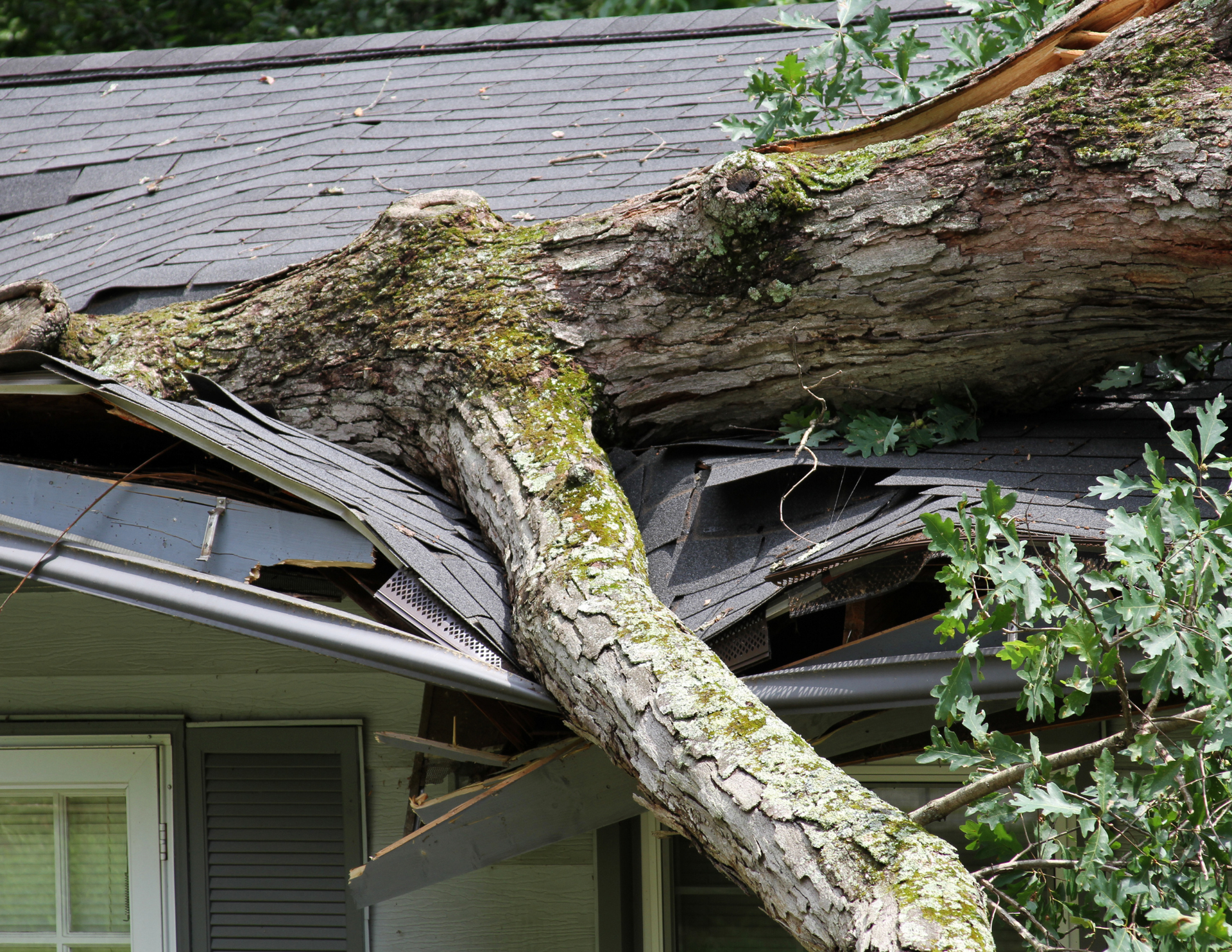 Tree trunk fallen onto a house roof, causing damage.