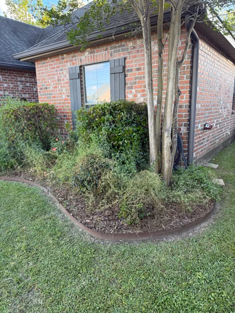 Completed landscape installation with fresh plants, mulch, and improved curb appeal in Lafayette, Louisiana.