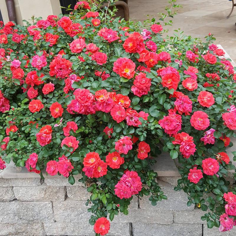 Drift Rose Plantings