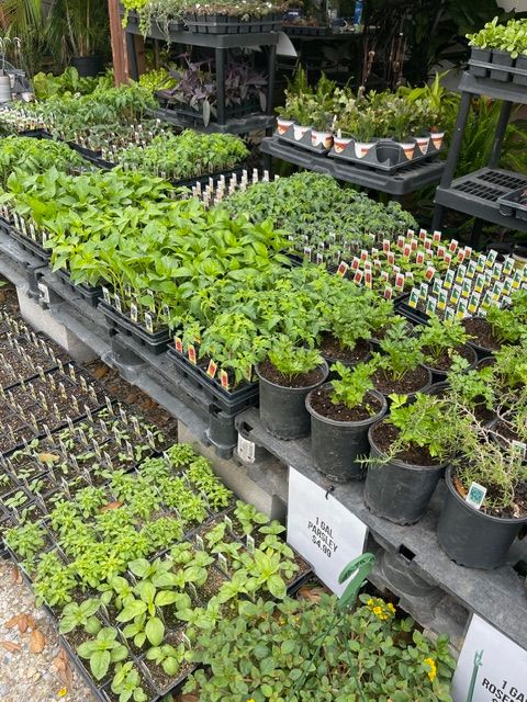 Outdoor display of locally grown vegetable plants, including tomatoes, peppers, herbs, and seasonal varieties at Beau Monde Nursery