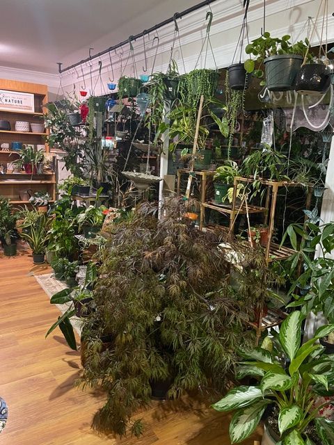 Front houseplant area featuring rare indoor plants, decorative pottery, and curated gardening gifts at Beau Monde Nursery 