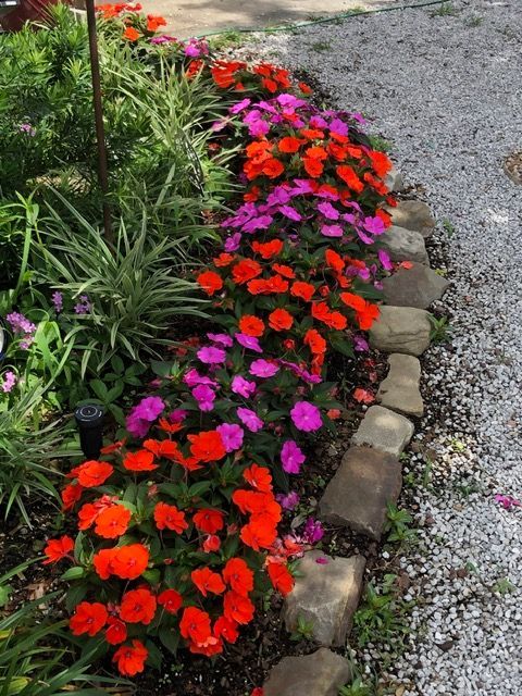 Bright mixed flower border with red, pink, and purple blooms beside a gravel path
