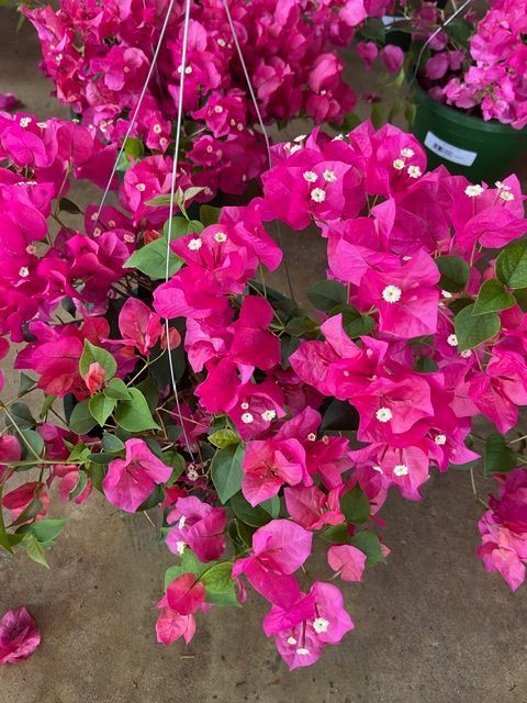 Bright pink bougainvillea flowers cascading from a hanging basket.