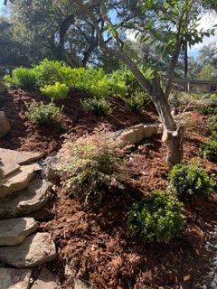 Rocky garden path with stone steps, mulch, shrubs, and a tree in bright sunlight.