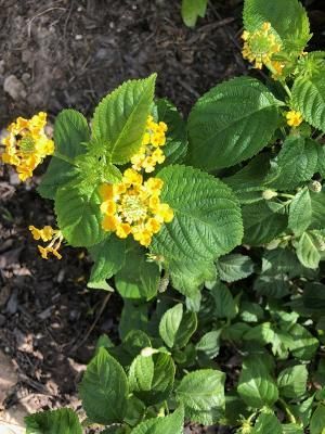 Yellow lantana flowers in Lafayette, LA