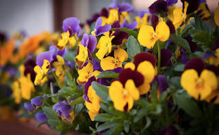 Pansies in a window flower box Pansies in a window flower box