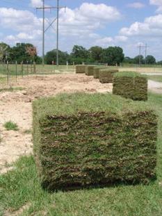 Sod/Grass Installation