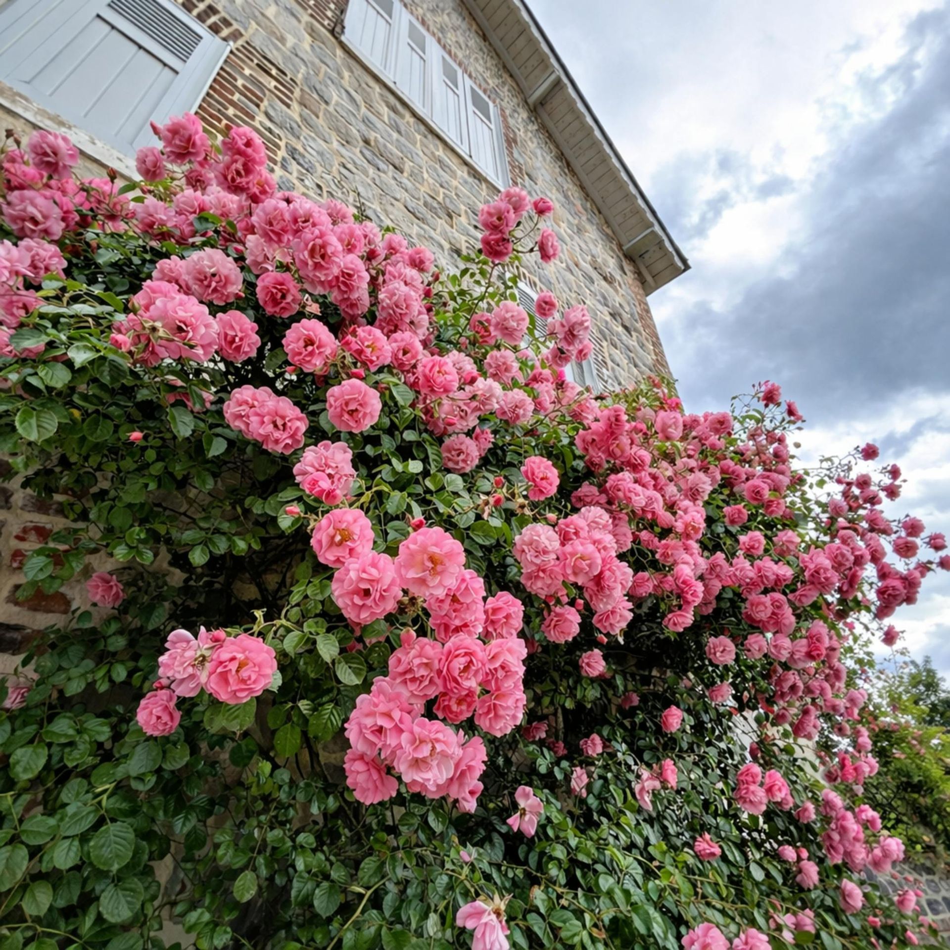 Peggy Martin rose climbing on a brick wall.